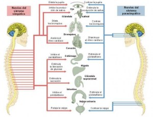 Digestion du système nerveux et intestin