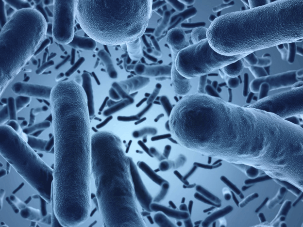 Bacterias probioticos en colon irritable